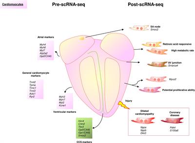 Understanding the Adult Mammalian Heart at Single-Cell RNA-Seq Resolution